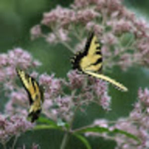 Meet your Posher, Maggie